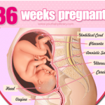 mang thai 36 tuan 150x150 - Cách trị ho hiệu quả cho trẻ sơ sinh