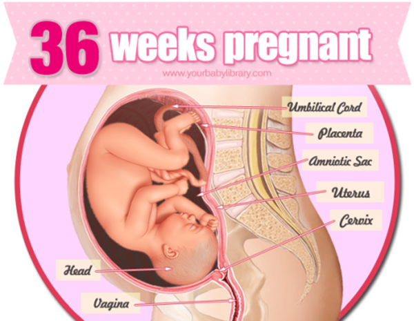 Mang thai 36 tuần và những lời khuyên cho mẹ bầu
