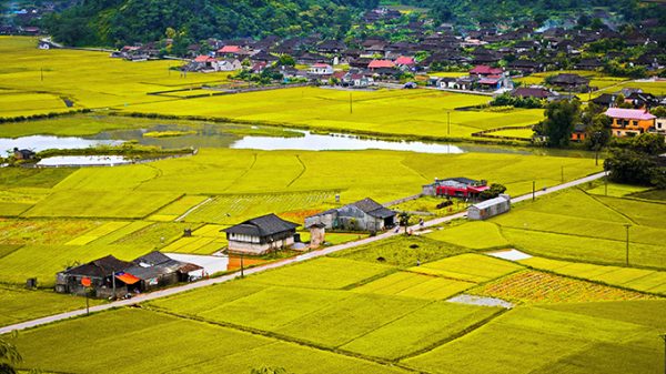 Mùa vàng về trên thung lũng Bắc Sơn