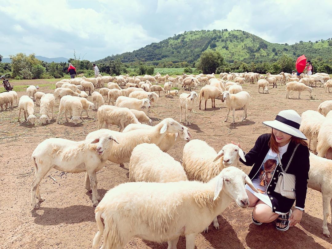 Đồi cừu Vũng Tàu ở đâu, giá vé và tham quan